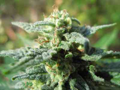 Fruitylicious > Mandala Seeds | Feminisierte Hanfsamen  |  Indica