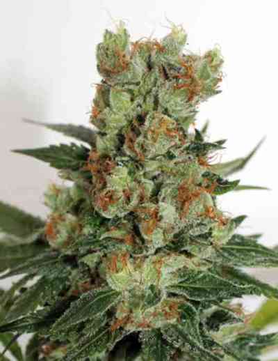 Fuel OG > Ripper Seeds | Feminisierte Hanfsamen  |  Hybrid