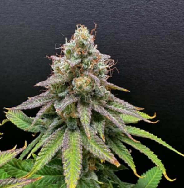 F.U.H Auto graines > Seed Stockers | Graines de cannabis autoflo  |  Sativa