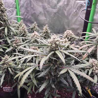 Auto Tropicana Cookies in the middle of its flowering phase in an indoor grow