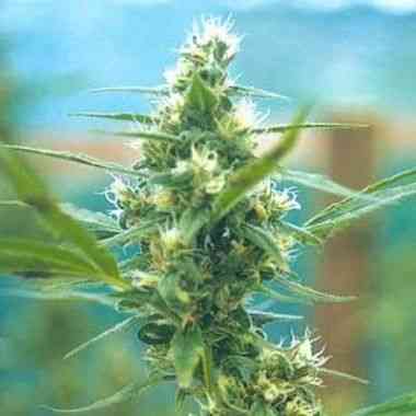 Fuma con Dios Seed > The Flying Dutchmen | Regular Marijuana   |  Sativa