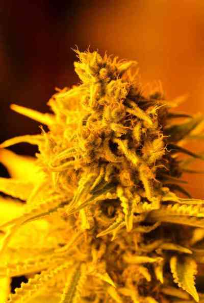 Furious Candy > Eva Female Seeds | Feminisierte Hanfsamen  |  Indica