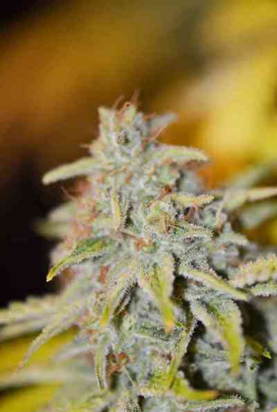 Furious Candy > Eva Female Seeds | Feminisierte Hanfsamen  |  Indica