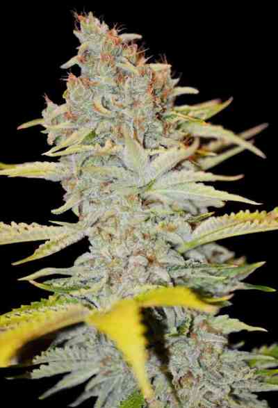 Furious Candy > Eva Female Seeds | Feminisierte Hanfsamen  |  Indica