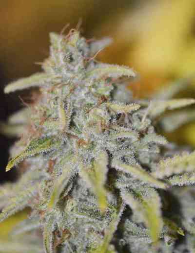 Furious Candy > Eva Female Seeds | Feminisierte Hanfsamen  |  Indica