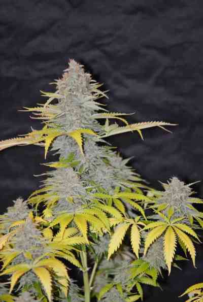 Furious Candy > Eva Female Seeds | Feminisierte Hanfsamen  |  Indica