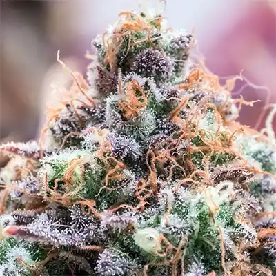 Future Island > Anesia Seeds | Feminized Cannabis   |  Sativa