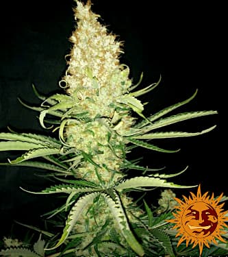 G13 Haze > Barneys Farm | Regular Marijuana   |  Sativa