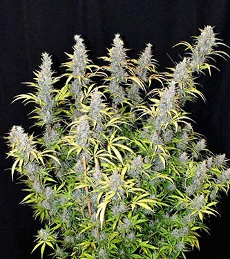 G14 > Fast Buds Company | Autoflowering Hanfsamen  |  Indica