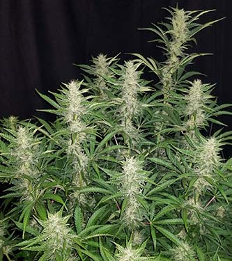 G14 > Fast Buds Company | Semillas autoflorecientes  |  Índica