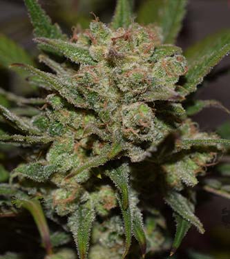 G14 > Fast Buds Company | Autoflowering Hanfsamen  |  Indica