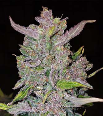 G14 > Fast Buds Company | Semillas autoflorecientes  |  Índica