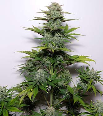 G14 > Fast Buds Company | Graines Autofloraison  |  Indica