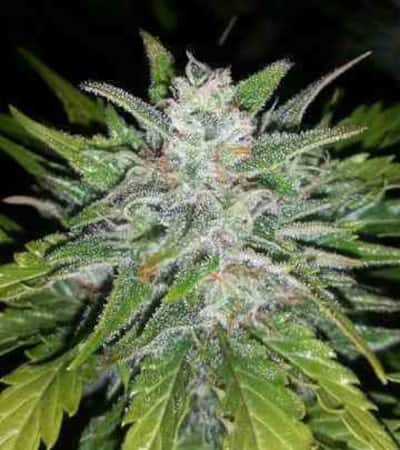 G14 > Fast Buds Company | Autoflowering Hanfsamen  |  Indica