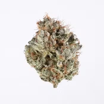 G-Force > Paradise Seeds | Feminized Cannabis   |  Hybrid