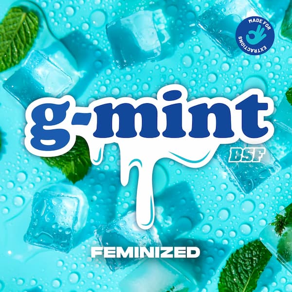 G-Mint Seed > BSF Seeds | Feminized Cannabis   |  Sativa