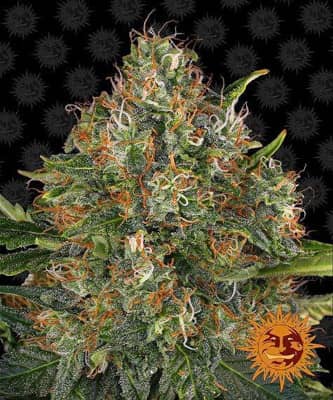 G13 Haze > Barneys Farm | Semillas Regulares  |  Sativa