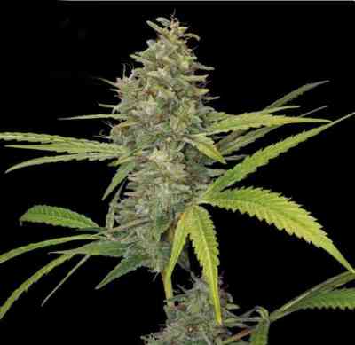 G13 Haze > Barney`s Farm