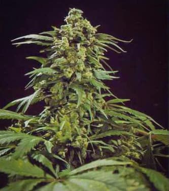 G13 Skunk > Mr. Nice | Semillas Regulares  |  Híbrido