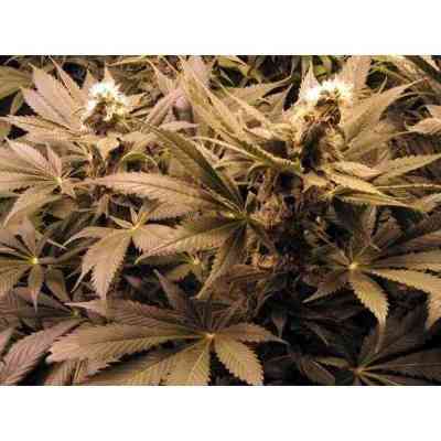 G13 x Widow Samen > Mr. Nice | Reguläre Hanfsamen  |  Indica