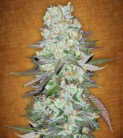 G14 > Fast Buds Company | Graines Autofloraison  |  Indica