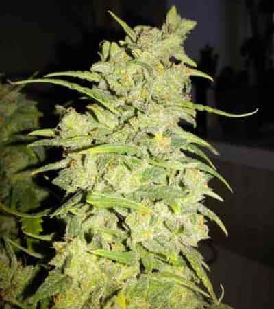 G14 > Fast Buds Company | Autoflowering Hanfsamen  |  Indica