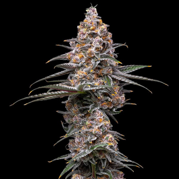Gak Fobia graines > Bask Triangle Farms | Graines Féminisées  |  Indica