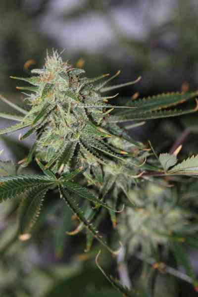 Galactic Jack > TGA Subcool Seeds | Regular Marijuana   |  Sativa