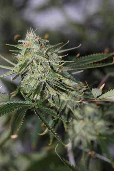 Galactic Jack > TGA Subcool Seeds | Semillas Regulares  |  Sativa