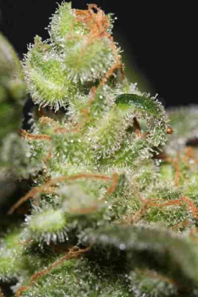 Galactic Jack > TGA Subcool Seeds | Regular Marijuana   |  Sativa