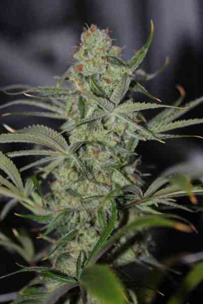 Galactic Jack > TGA Subcool Seeds | Regular Marijuana   |  Sativa