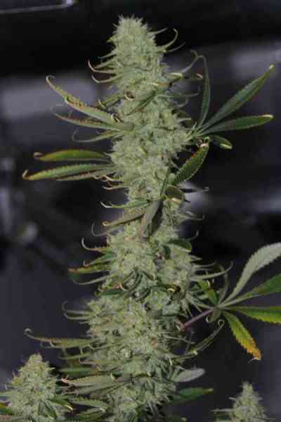 Galactic Jack > TGA Subcool Seeds | Regular Marijuana   |  Sativa