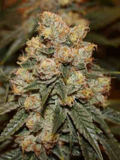 Gamma Berry > Dark Horse Genetics