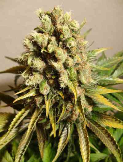 Ganesh > Mandala Seeds | Regular Marijuana   |  Hybrid