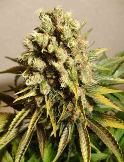 Ganesh > Mandala Seeds | Graines Normal  |  Hybride