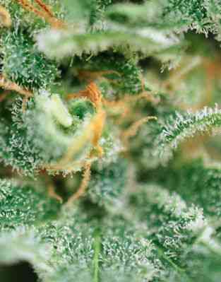 Ganesh > Mandala Seeds | Regular Marijuana   |  Hybrid