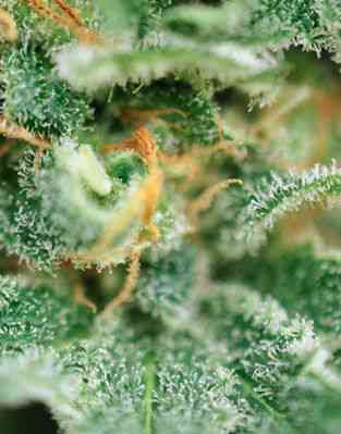 Ganesh > Mandala Seeds | Regular Cannabis   |  Hybrid