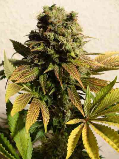 Ganesh > Mandala Seeds | Regular Marijuana   |  Hybrid