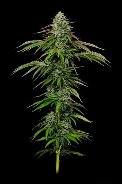 Garlic Budder Auto Samen > Humboldt Seed Company | Autoflowering Hanfsamen  |  Indica