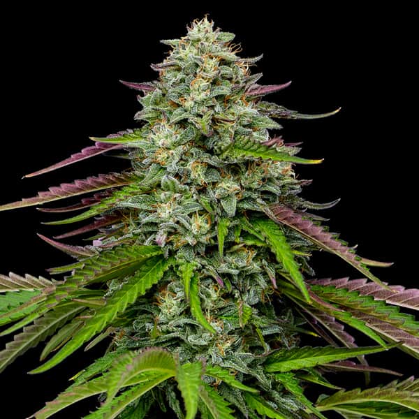 Garlic Budder Auto Samen > Humboldt Seed Company | Autoflowering Hanfsamen  |  Indica