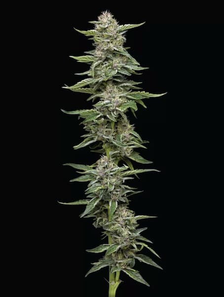 Garlic Budder > Humboldt Seed Company | Feminized Cannabis   |  Indica