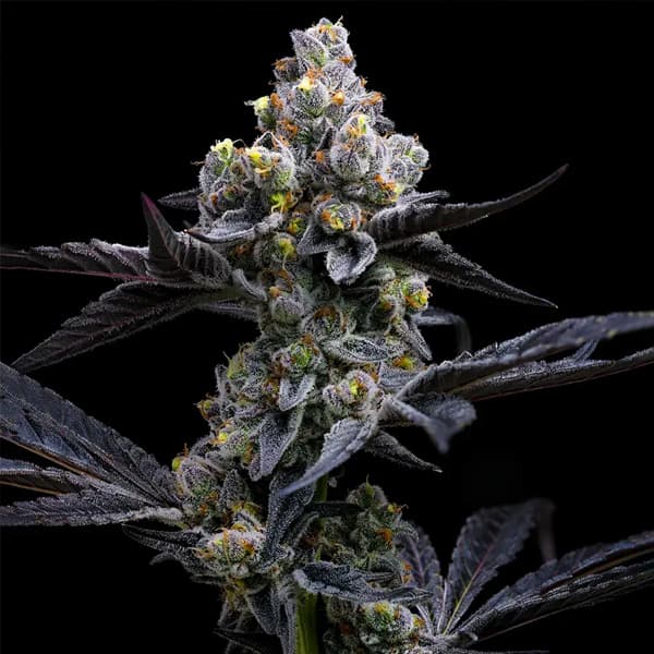 Garlic Cookies Samen > Barneys Farm | Feminisierte Hanfsamen  |  Indica