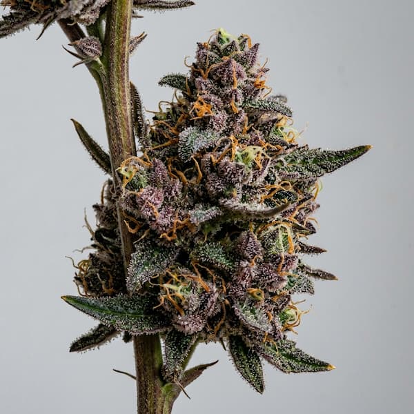 Garlic Drama Seed > Bask Triangle Farms | Feminized Cannabis   |  Indica