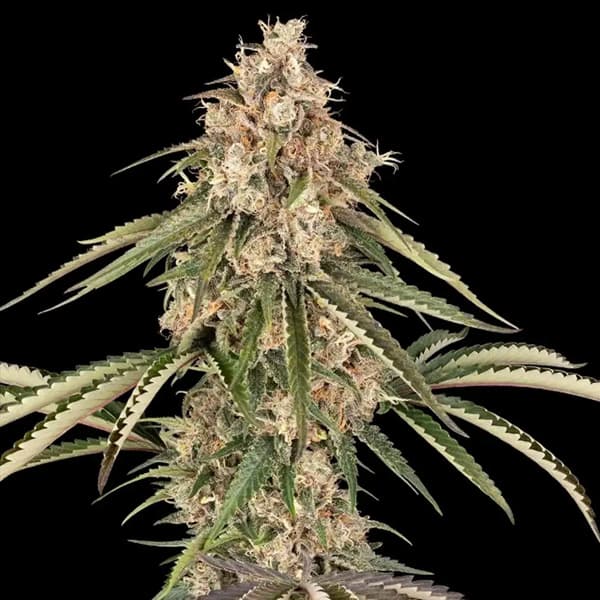 Garlic Gas Seed > Sensi Seeds | Feminized Cannabis   |  Hybrid