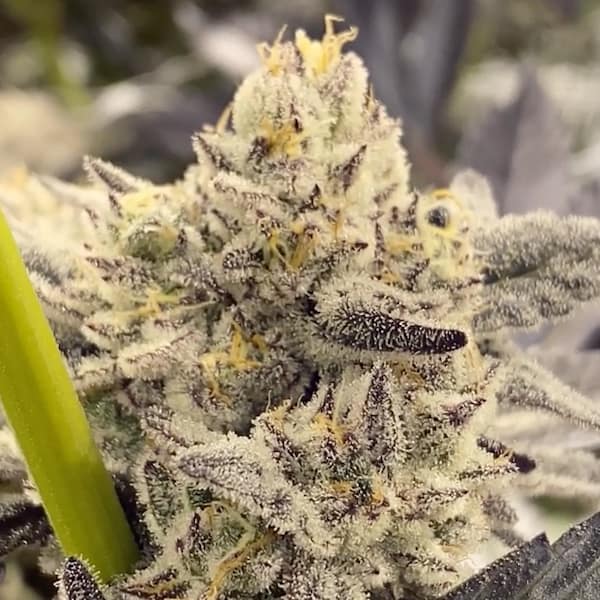 Garlic Icing x Chimera #3 Samen > Sweet Seeds | Feminisierte Hanfsamen  |  Indica