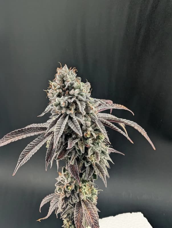 Garlic Mint Sherbet Seed > Fast Buds | Feminized Cannabis   |  Indica