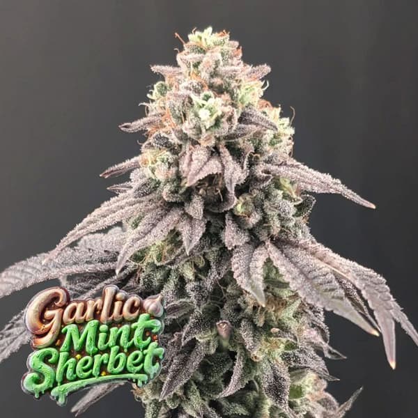Garlic Mint Sherbet Seed > Fast Buds | Feminized Cannabis   |  Indica