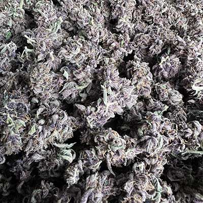 Gartenglück (F1 Fast Flowering) > Linda Seeds | NOS RECOMMANDATIONS DE GRAINES DE CANNABIS  |  Graines de Cannabis à prix bas