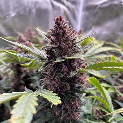 Gartenglück (F1 Fast Flowering) > Linda Seeds | NOS RECOMMANDATIONS DE GRAINES DE CANNABIS  |  Graines de Cannabis à prix bas