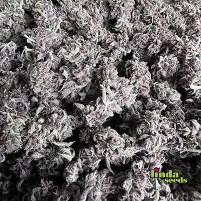Gartenglück (F1 Fast Flowering) graines > Linda Seeds | NOS RECOMMANDATIONS DE GRAINES DE CANNABIS  |  Graines de Cannabis à prix bas